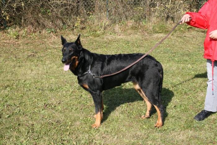 Birmane De Montclea (6)